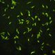 Immunofluorescenza