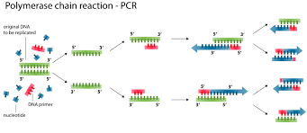 PCR